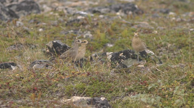 Juvenile American Golden-Plover (left) with juvenile Pacific Golden-Plovers (middle, right). - Pacific Golden-Plover - 