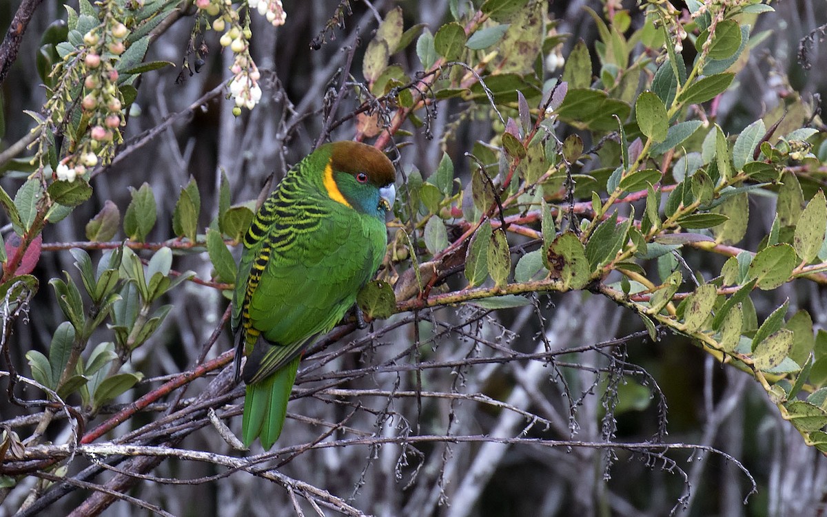 Painted Tiger-Parrot - ML215038411