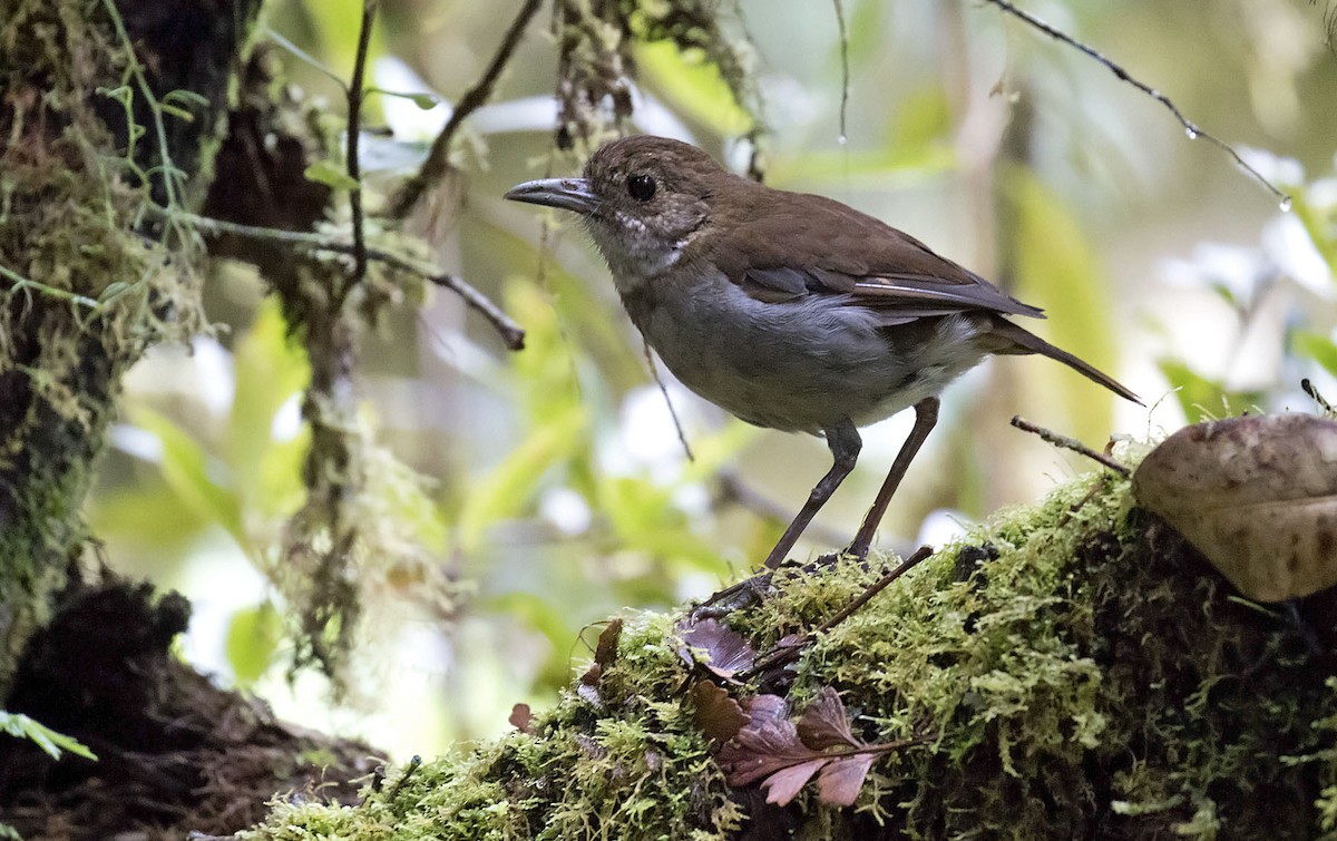 Greater Ground-Robin - Daniel López-Velasco | Ornis Birding Expeditions