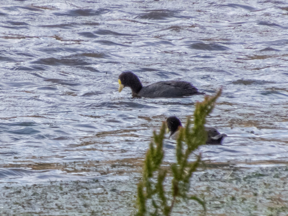 White-winged Coot - ML215040671