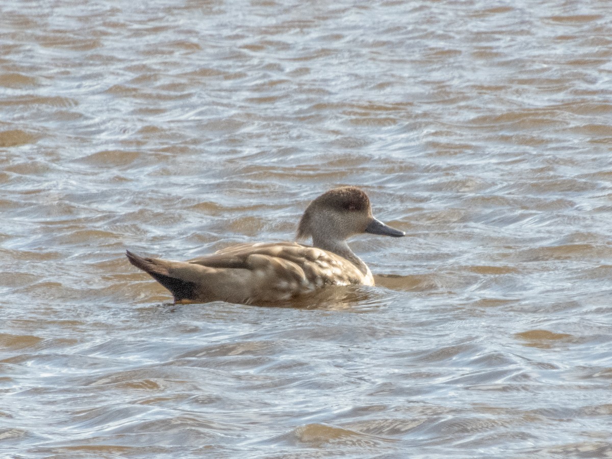 Crested Duck - ML215041061