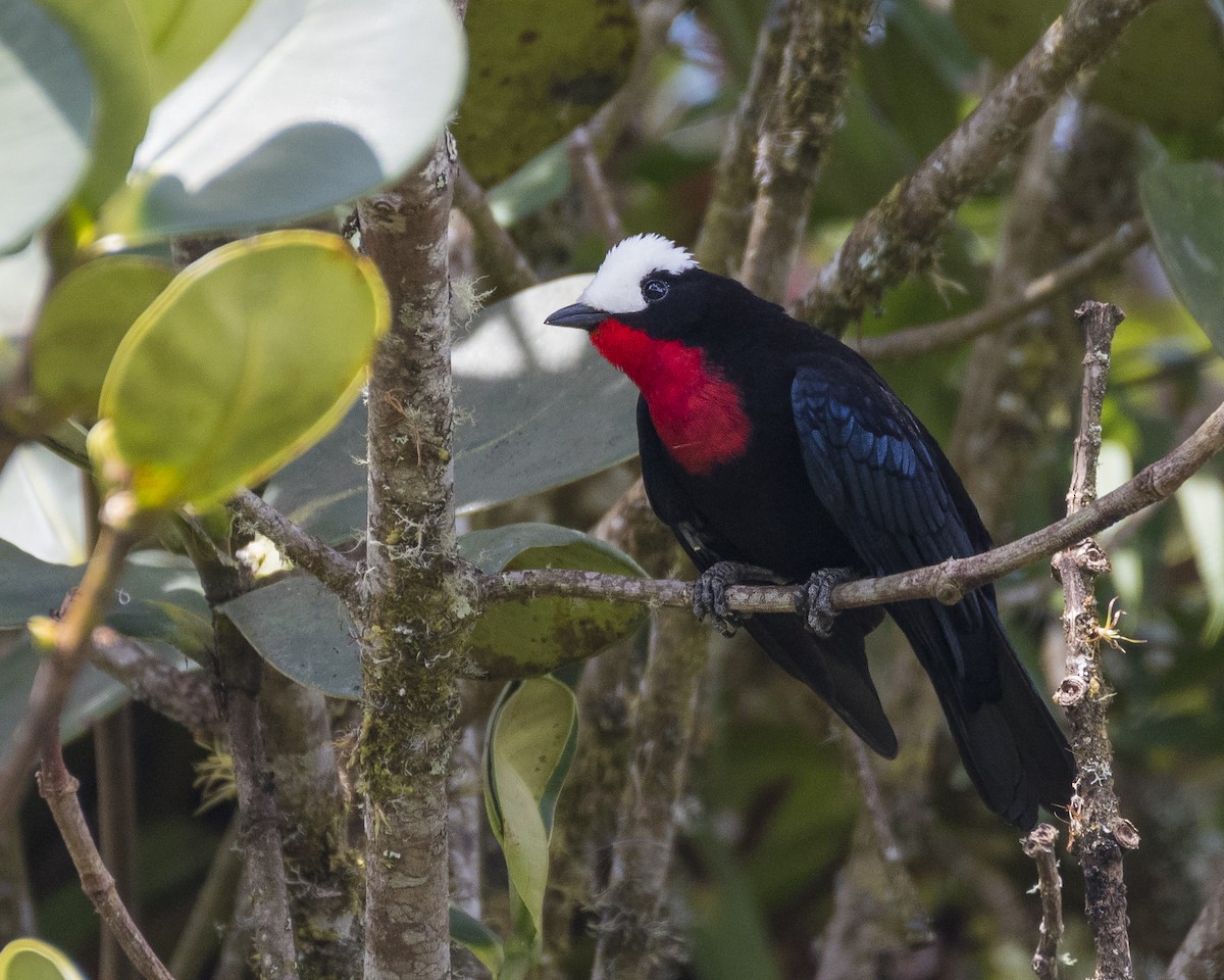 White-capped Tanager - ML215044061
