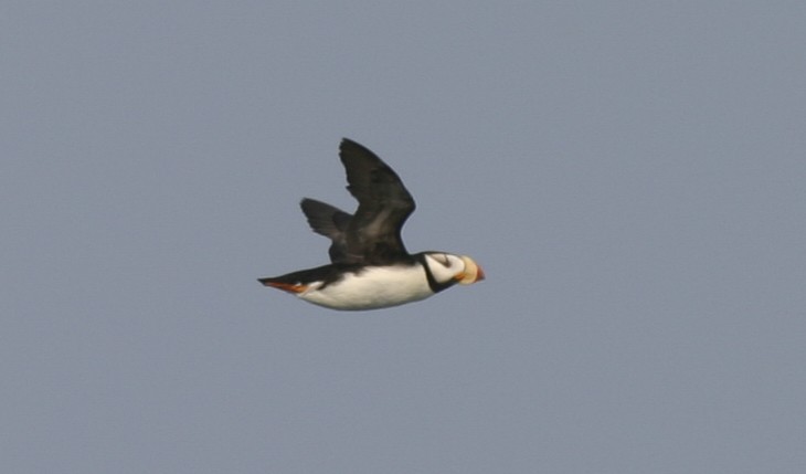 Horned Puffin - ML21504461