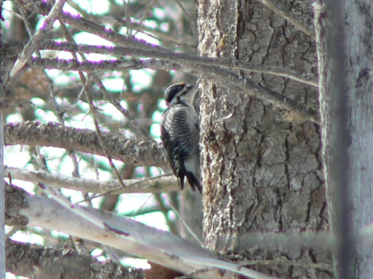 Black-backed Woodpecker - ML215045181