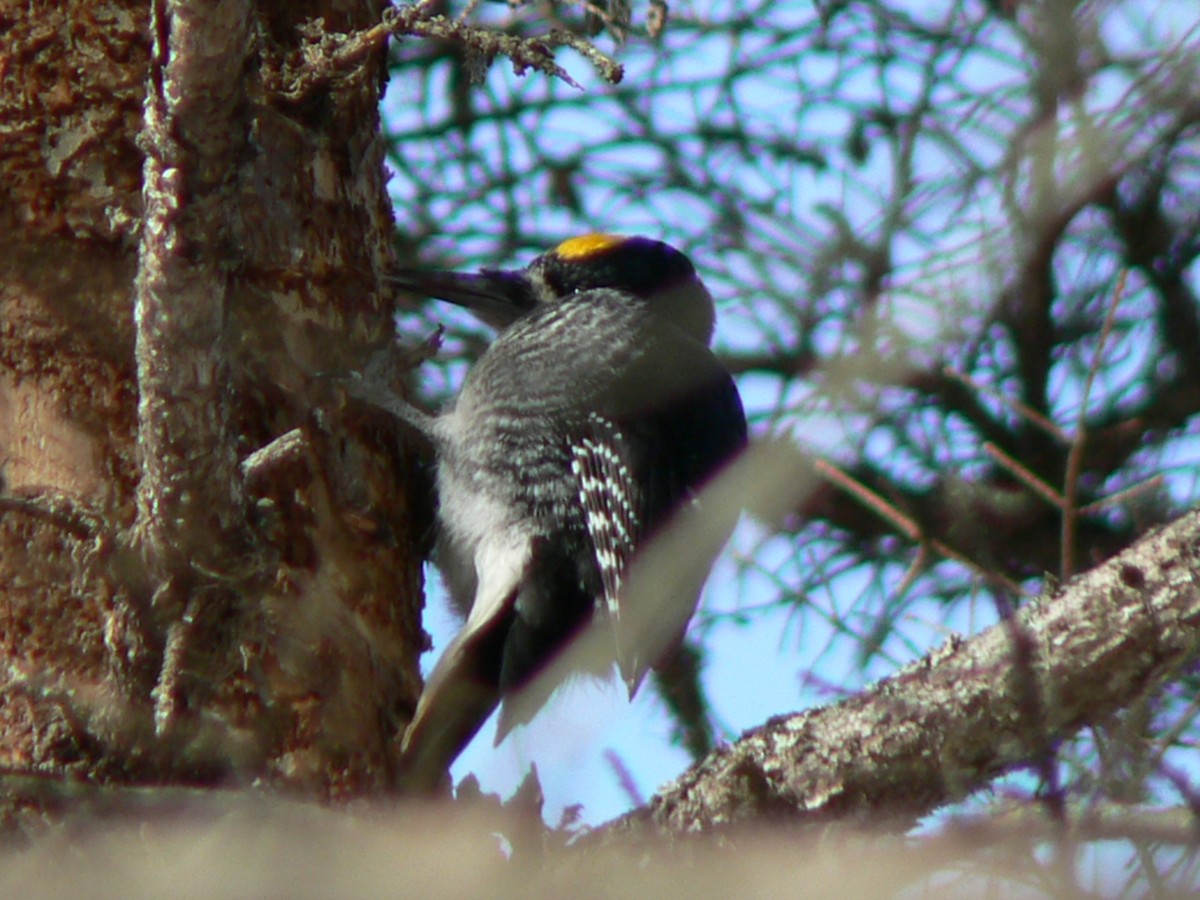 Black-backed Woodpecker - ML215045241