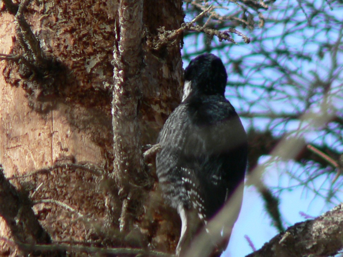Black-backed Woodpecker - ML215045261