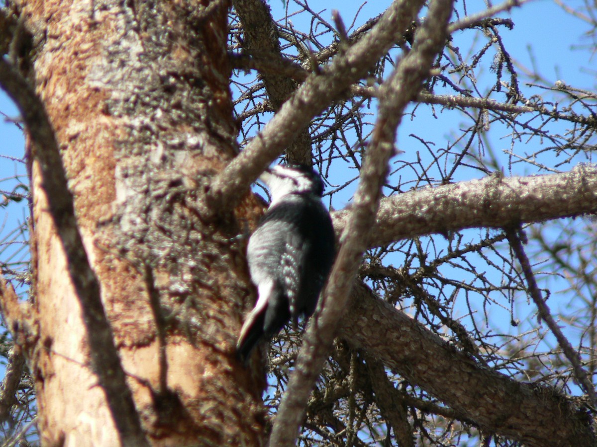 Black-backed Woodpecker - ML215045321