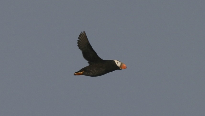 Tufted Puffin - ML21504561