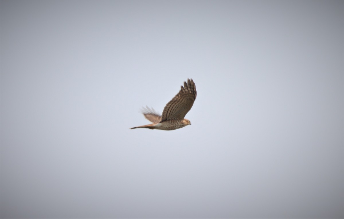 Eurasian Sparrowhawk - Craig Evans