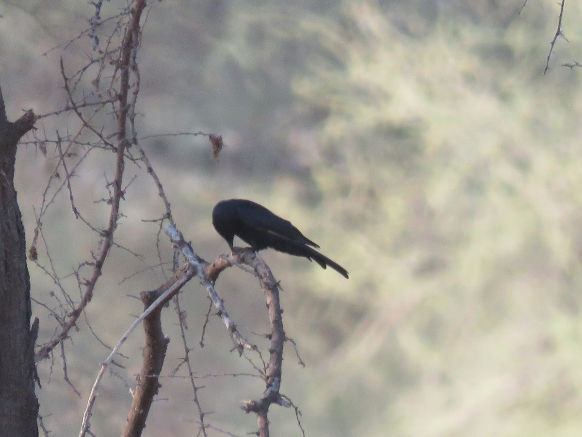 Fork-tailed Drongo - ML215048531