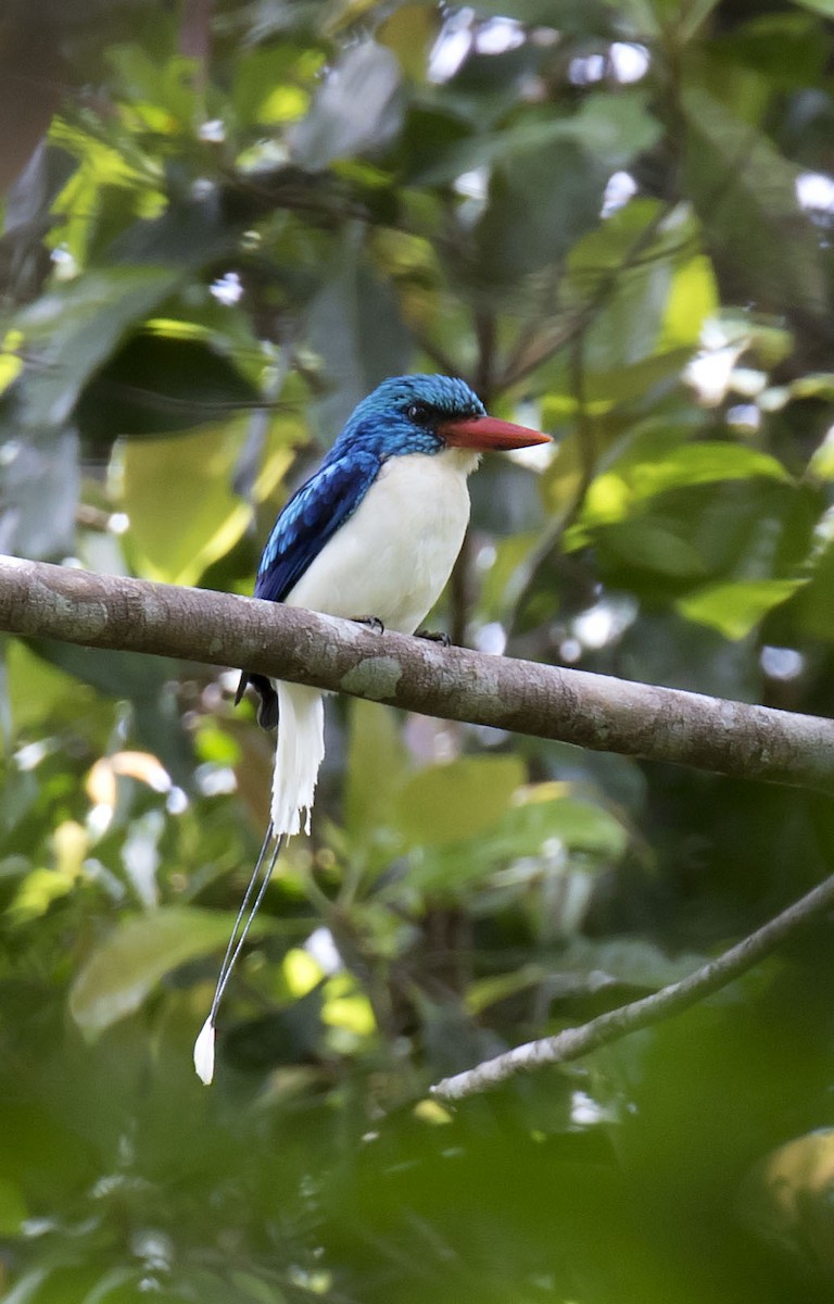 Biak Paradise-Kingfisher - Daniel López-Velasco | Ornis Birding Expeditions