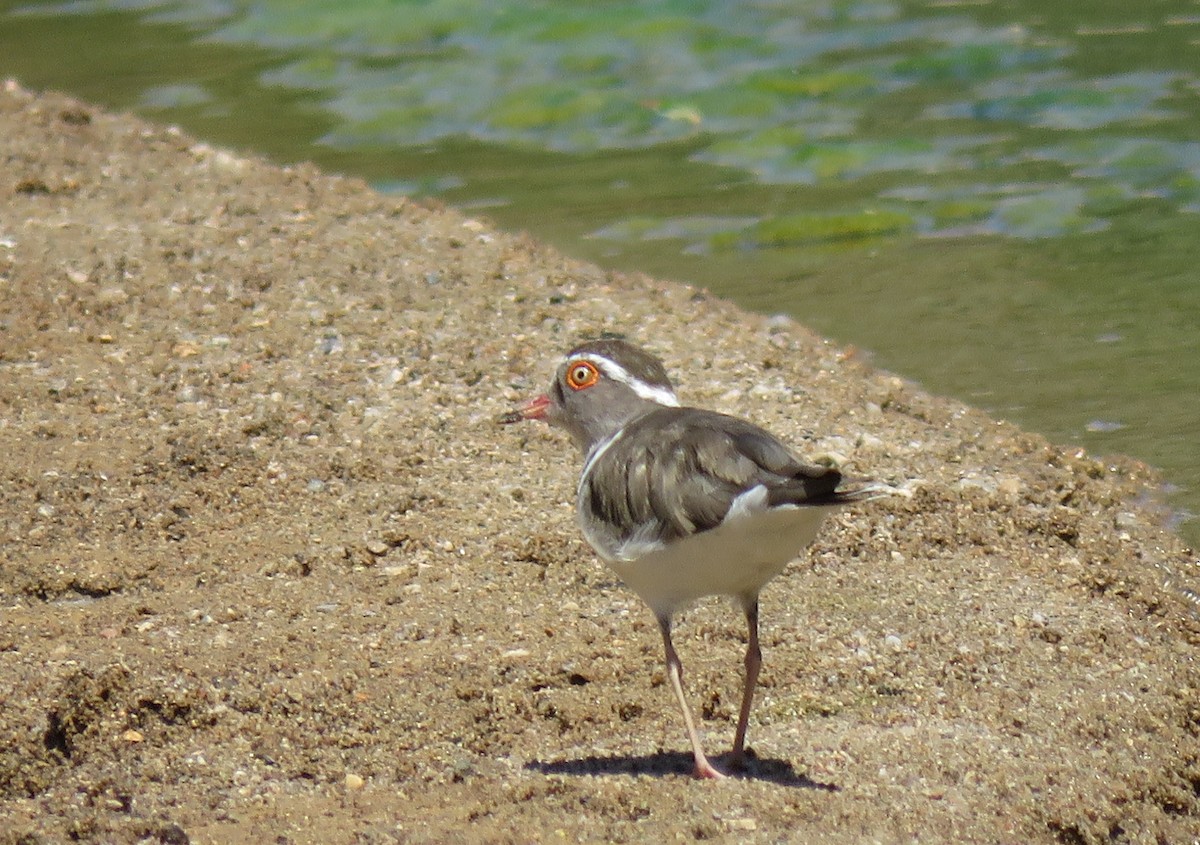 Three-banded Plover - ML215051501