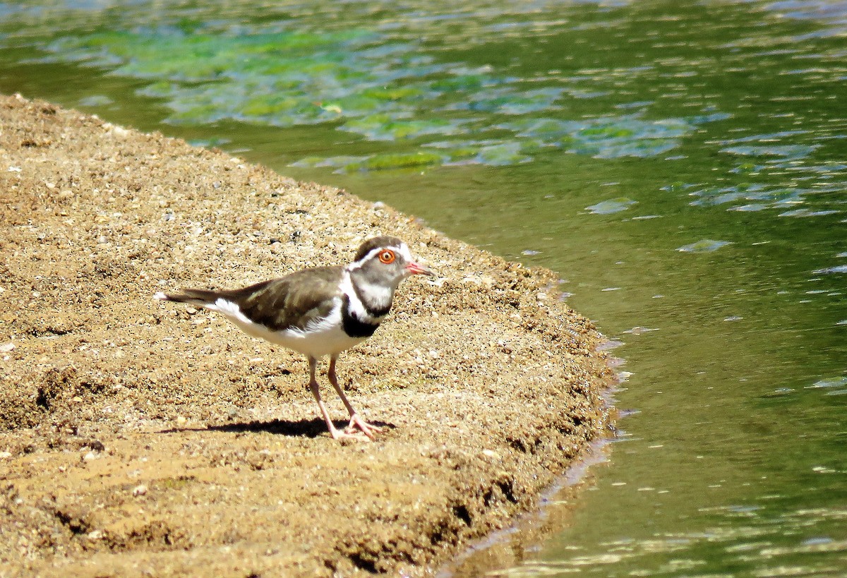 Three-banded Plover - ML215051541