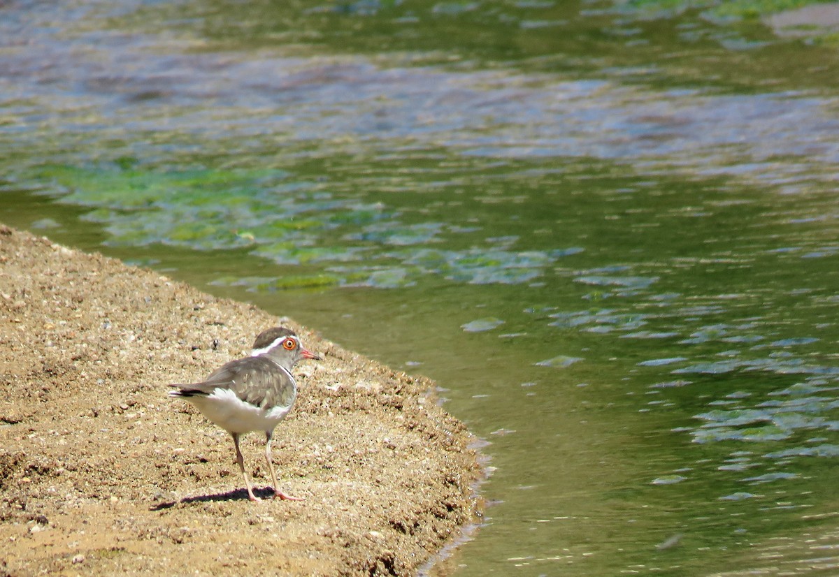 Three-banded Plover - ML215051551