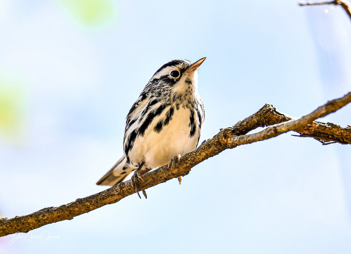 Black-and-white Warbler - ML215051701