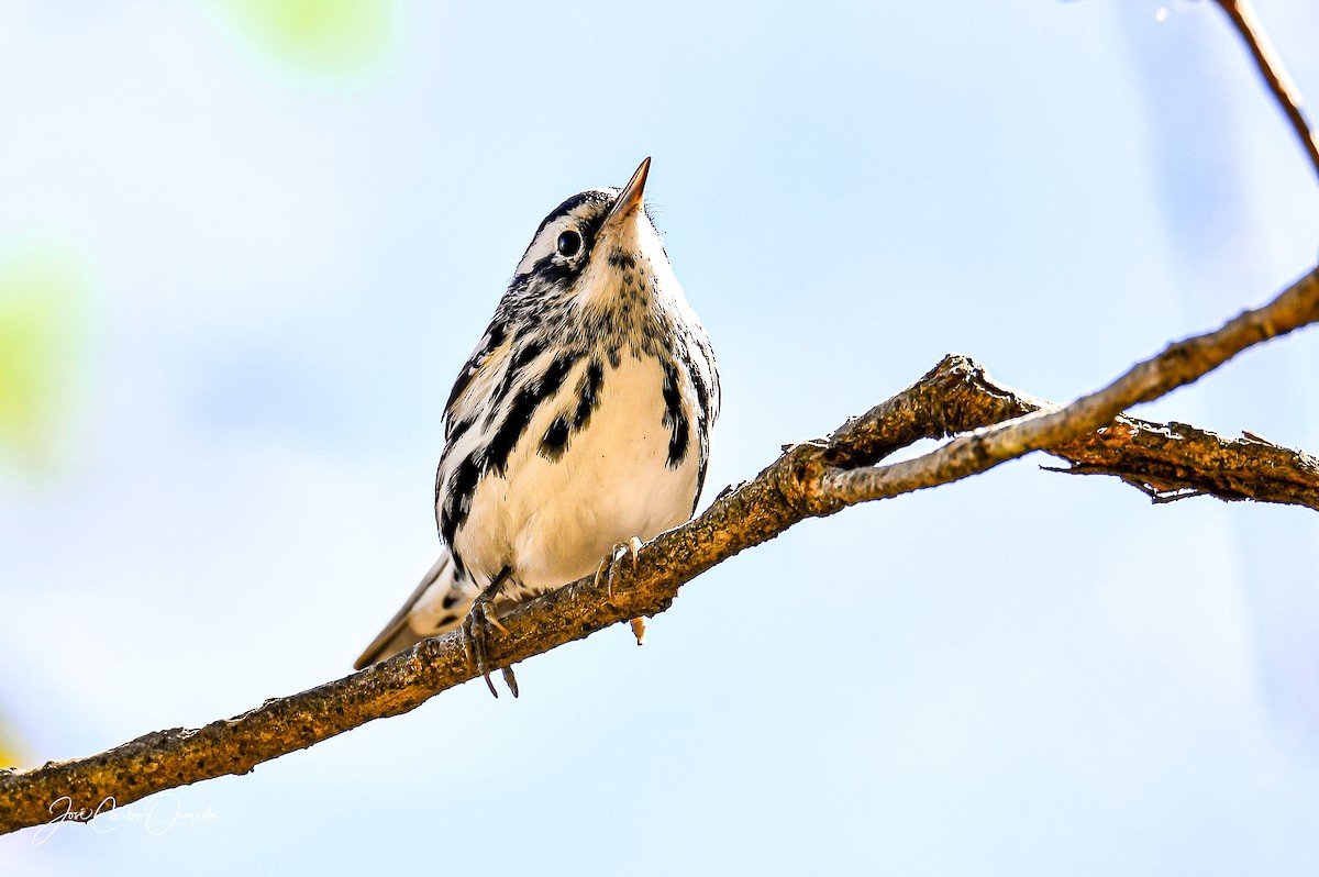 Black-and-white Warbler - ML215051721