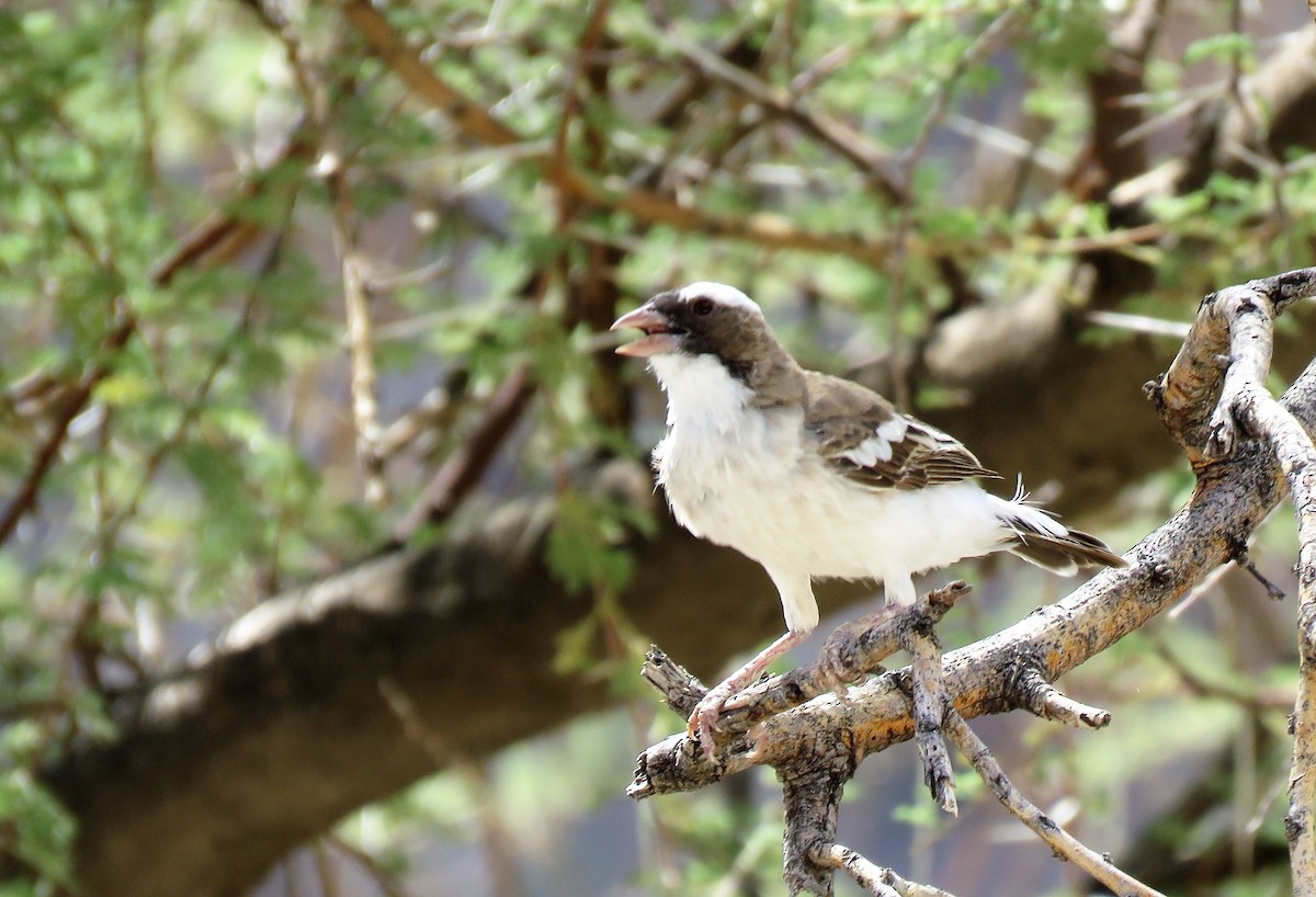 White-browed Sparrow-Weaver - ML215051731