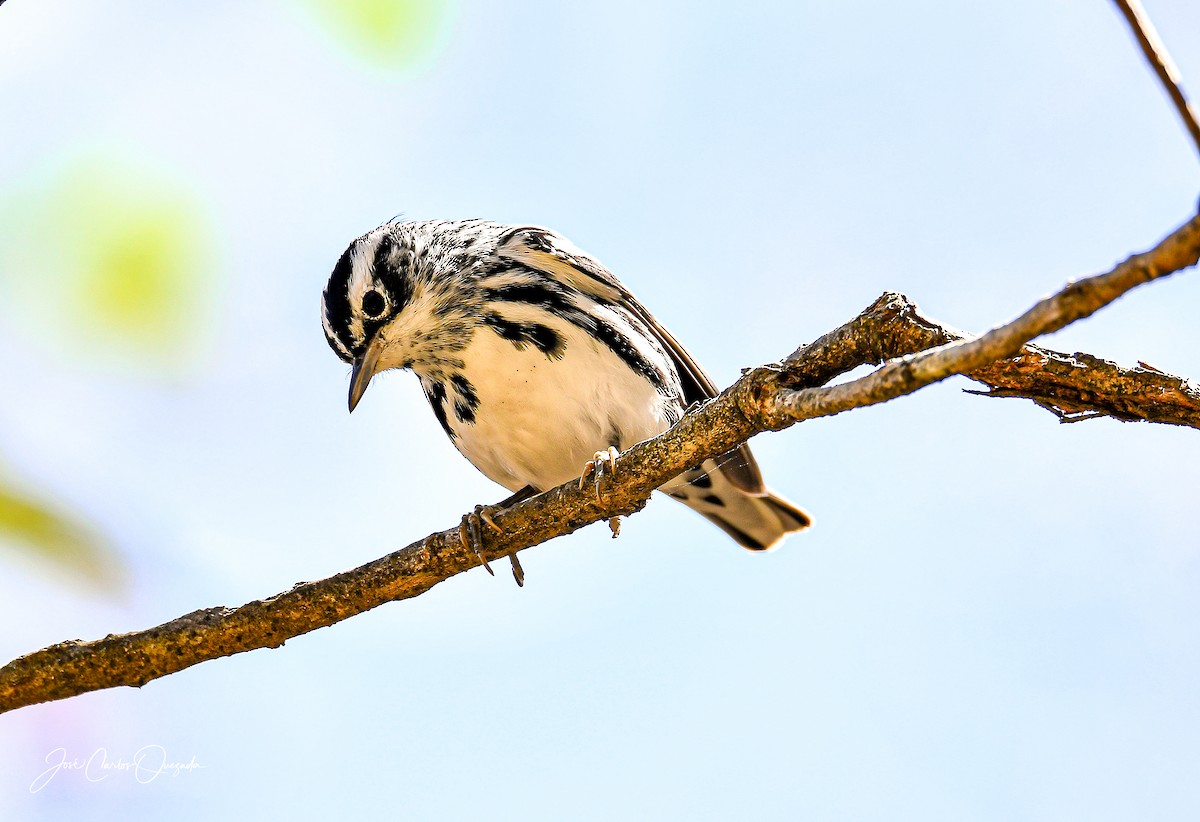 Black-and-white Warbler - ML215051741