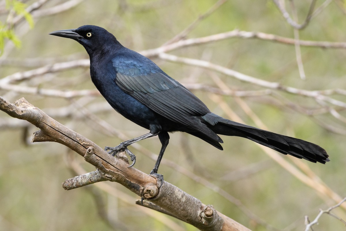 Great-tailed Grackle - ML215052001