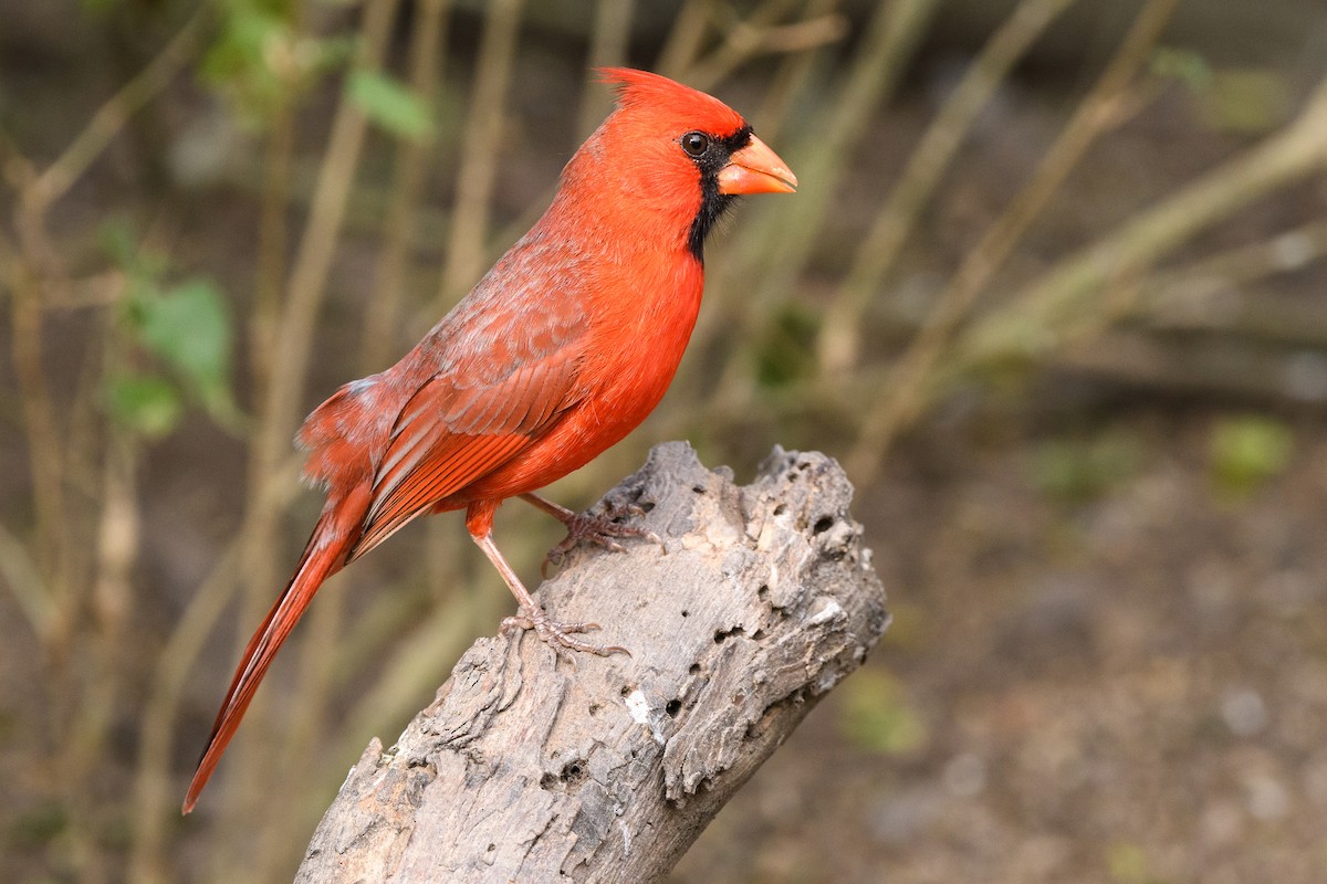 Cardinal rouge - ML215052061