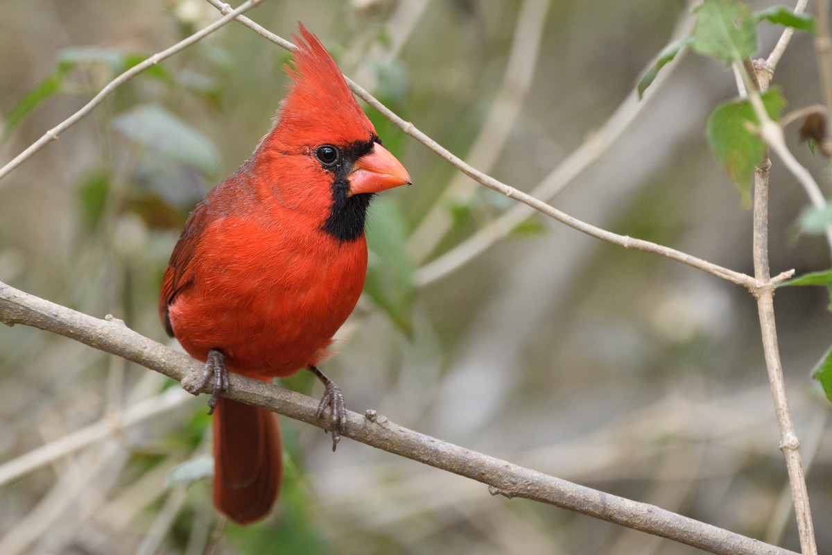 Cardinal rouge - ML215052081