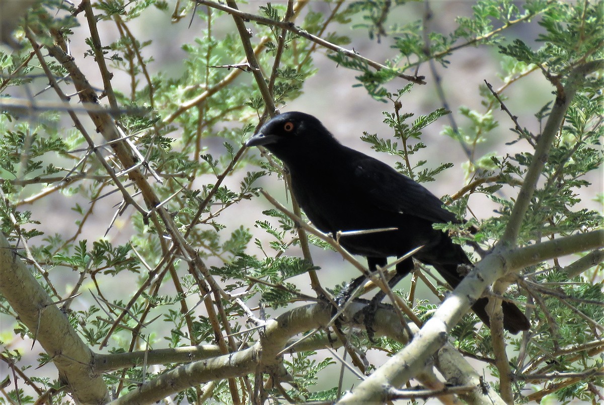 Pale-winged Starling - ML215052161