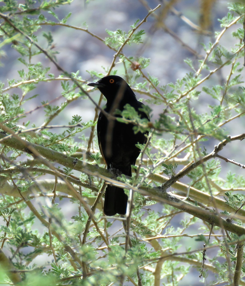 Pale-winged Starling - ML215052221