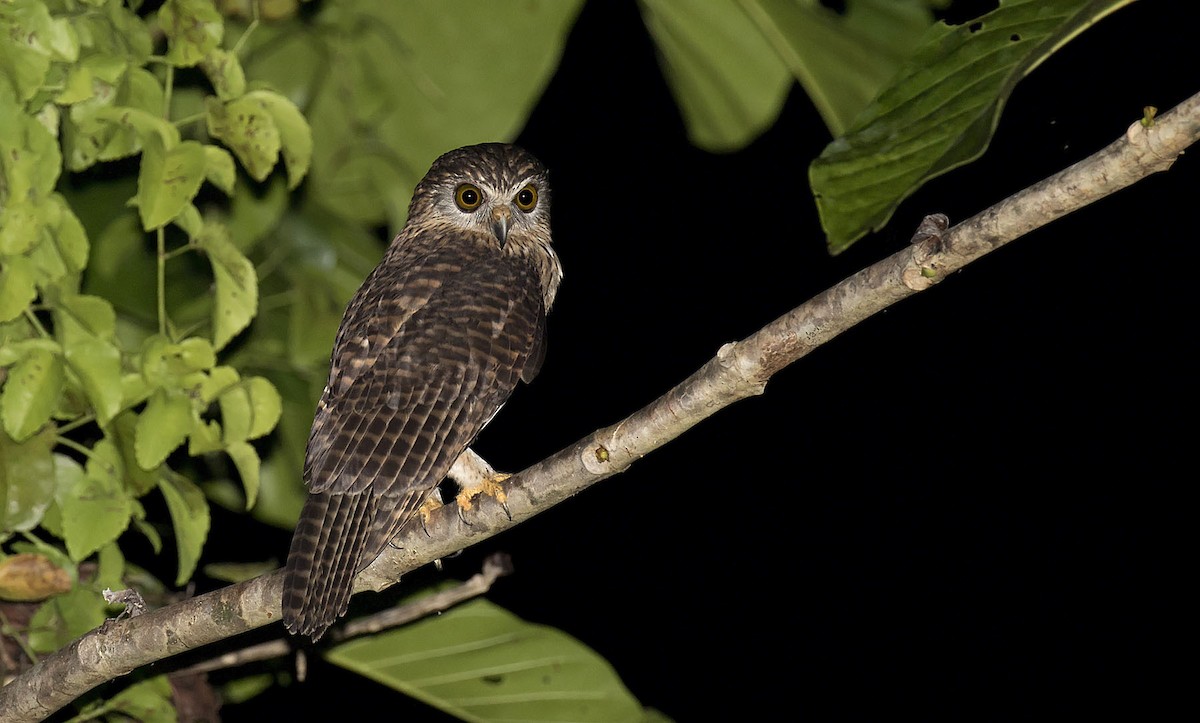 Papuan Owl - Daniel López-Velasco | Ornis Birding Expeditions