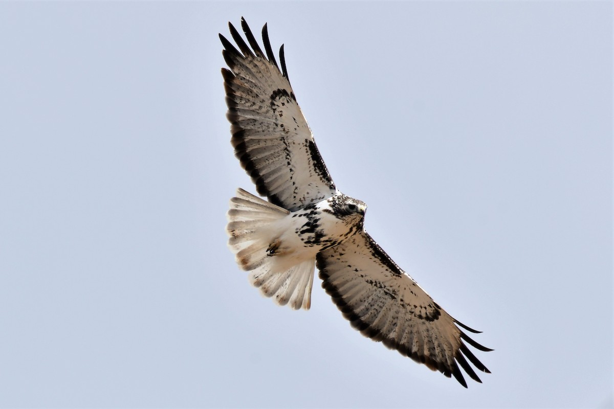 Red-tailed Hawk (Harlan's) - Harold Ziolkowski