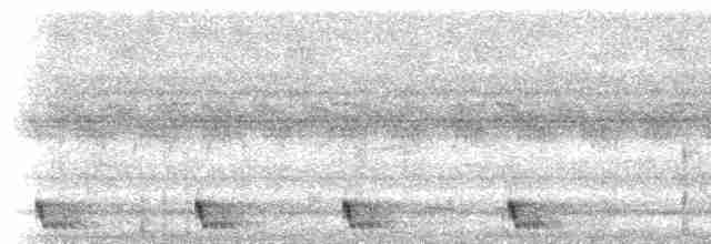 Large-tailed Nightjar - ML215055