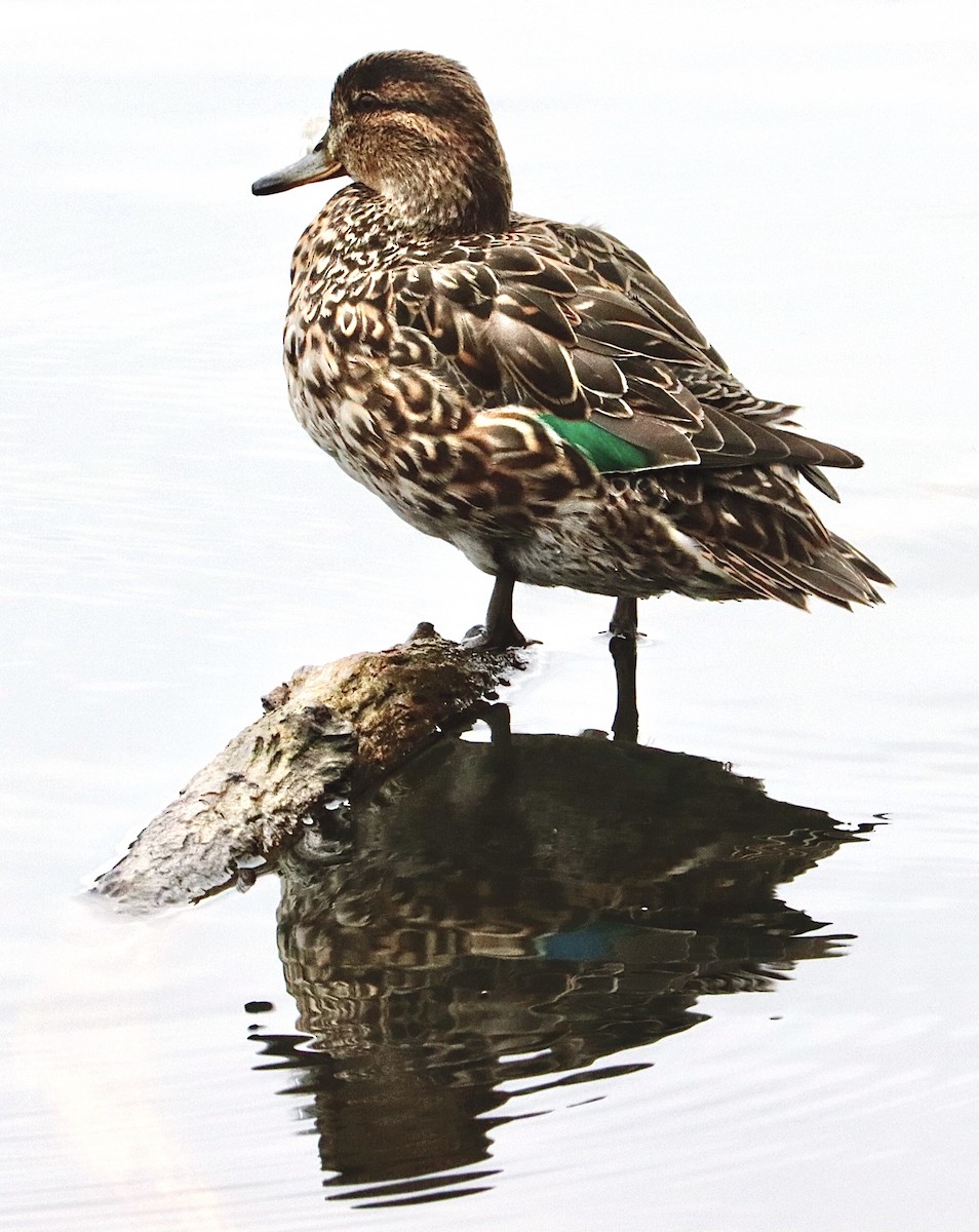 Green-winged Teal - Francis Porter