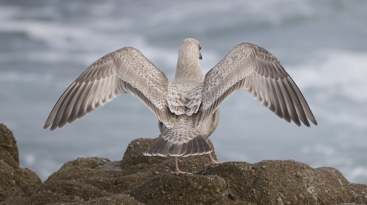 Herring x Glaucous-winged Gull (hybrid) - ML21506351