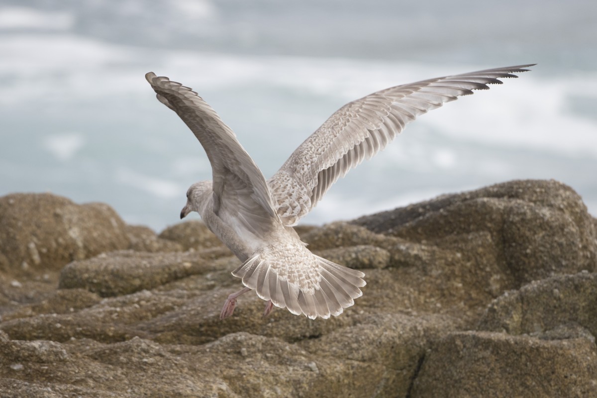 Herring x Glaucous-winged Gull (hybrid) - ML21506361