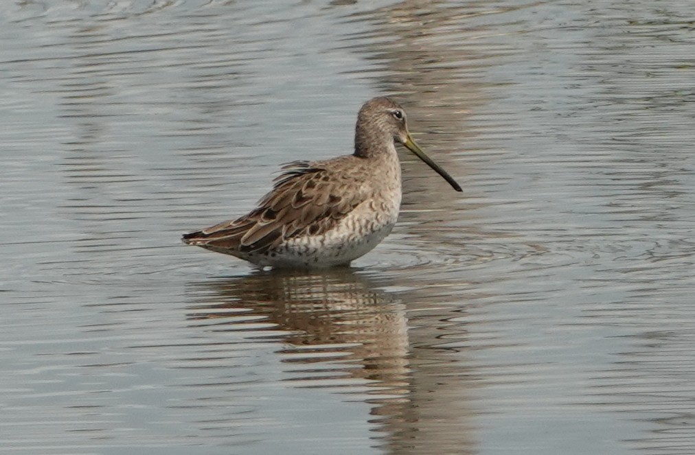 Long-billed Dowitcher - ML215063721