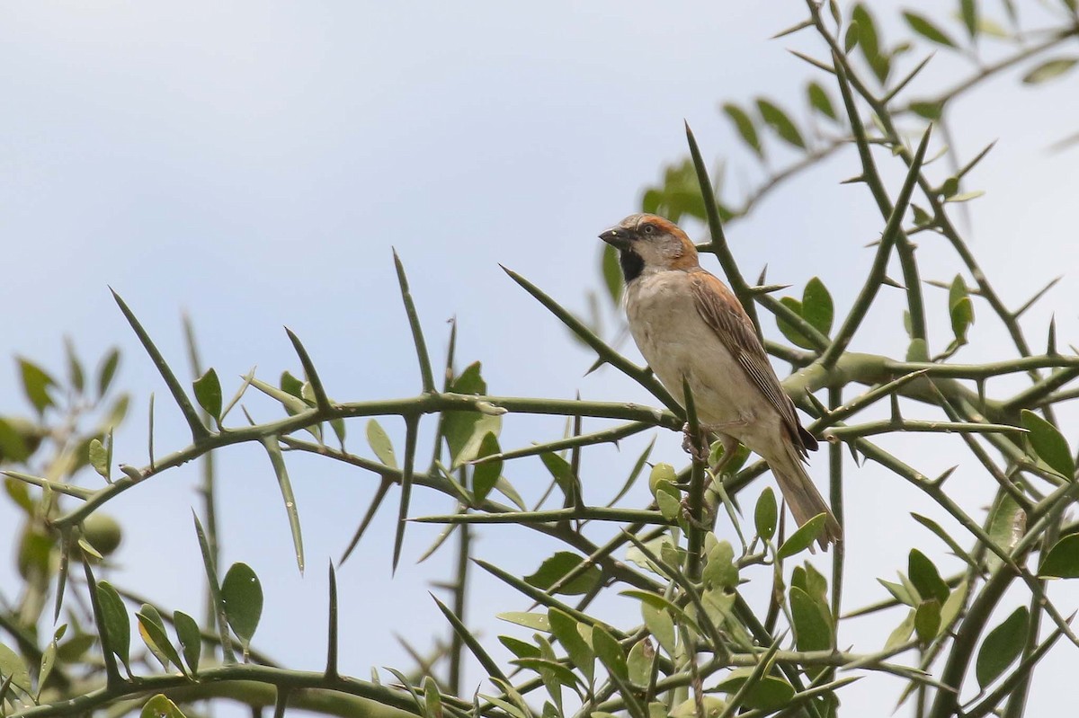 Kenya Rufous Sparrow - ML215065211