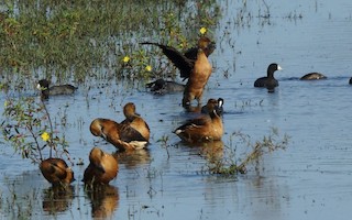 Fulvous Whistling-Duck, ML21506741