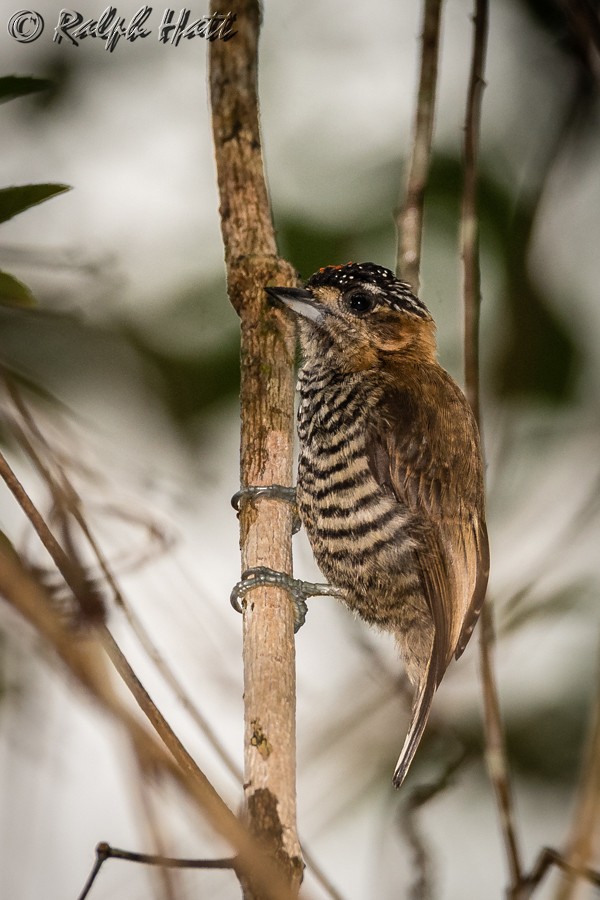 Ochre-collared Piculet - ML215069741