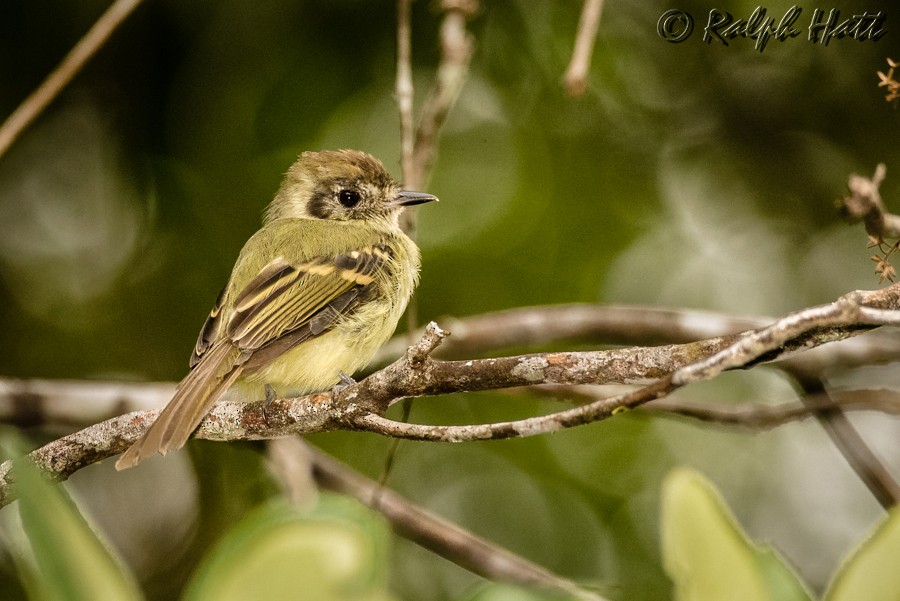 Sepia-capped Flycatcher - ML215069881