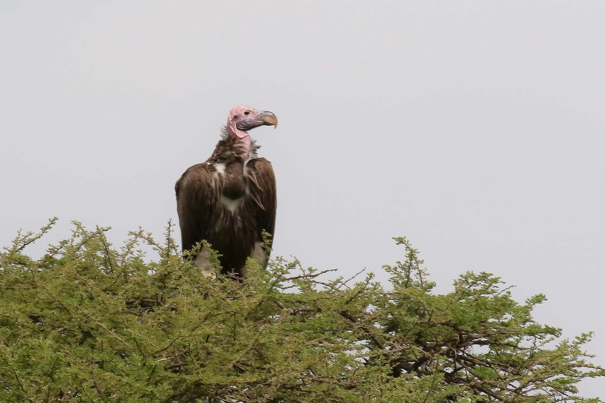 Lappet-faced Vulture - ML215070551
