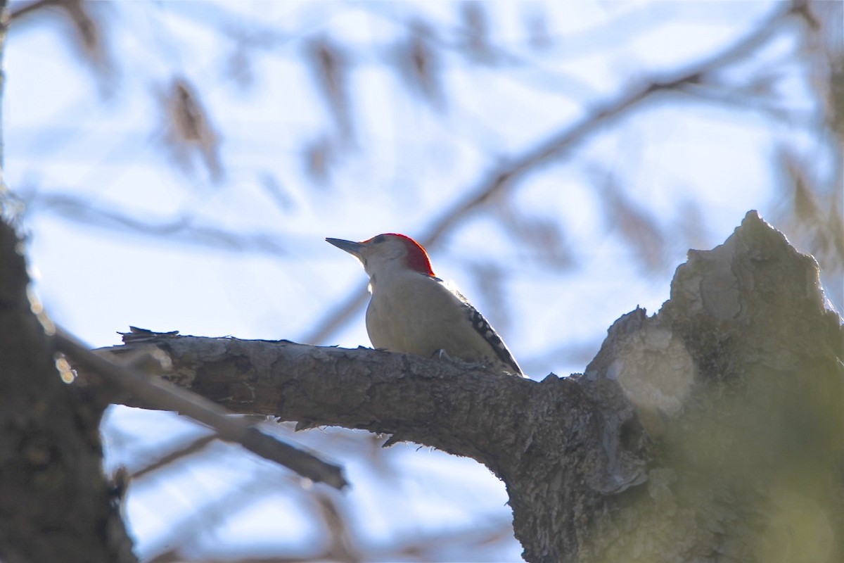 Red-bellied Woodpecker - ML215070661