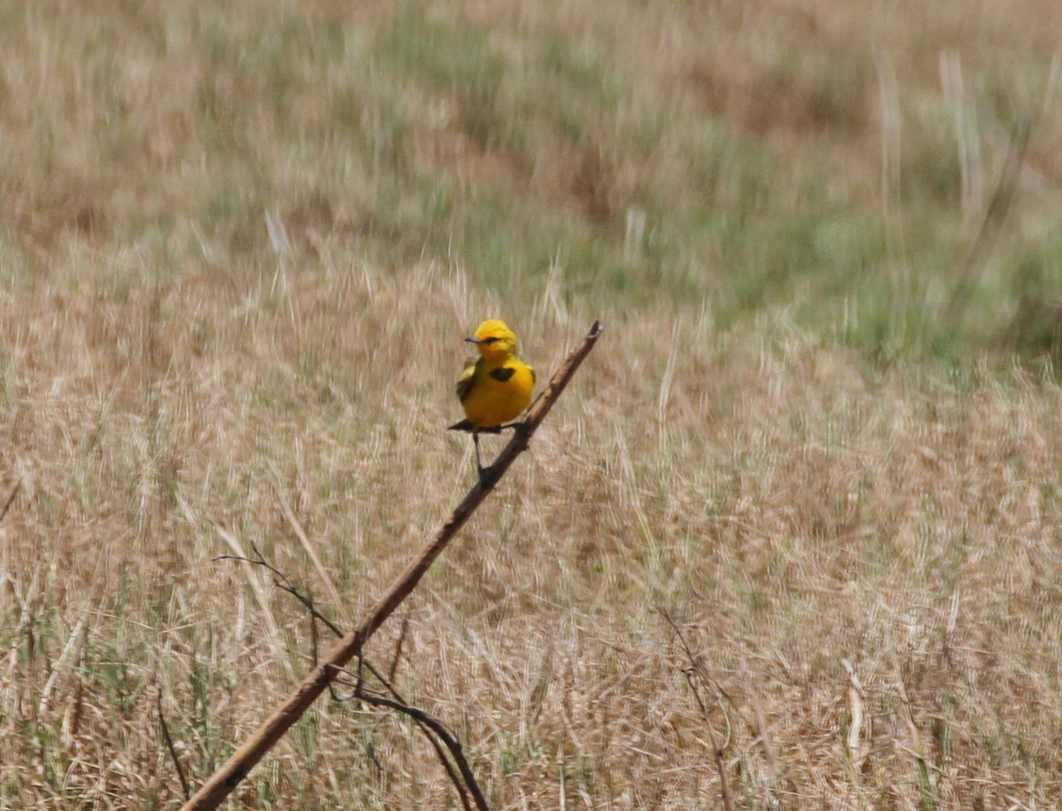Yellow Chat - Tim Dolby