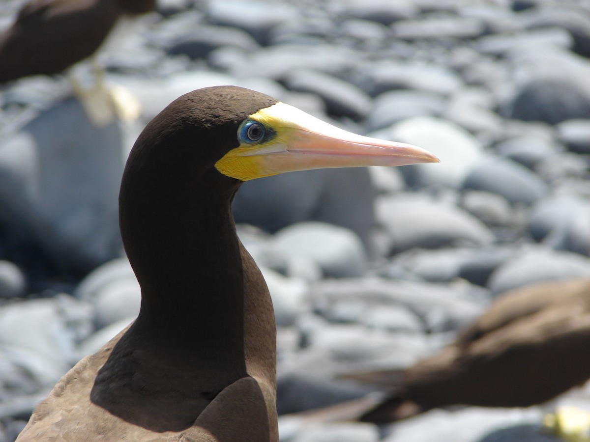 Brown Booby - ML215075621