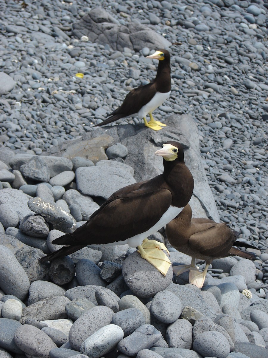 Brown Booby - ML215075801