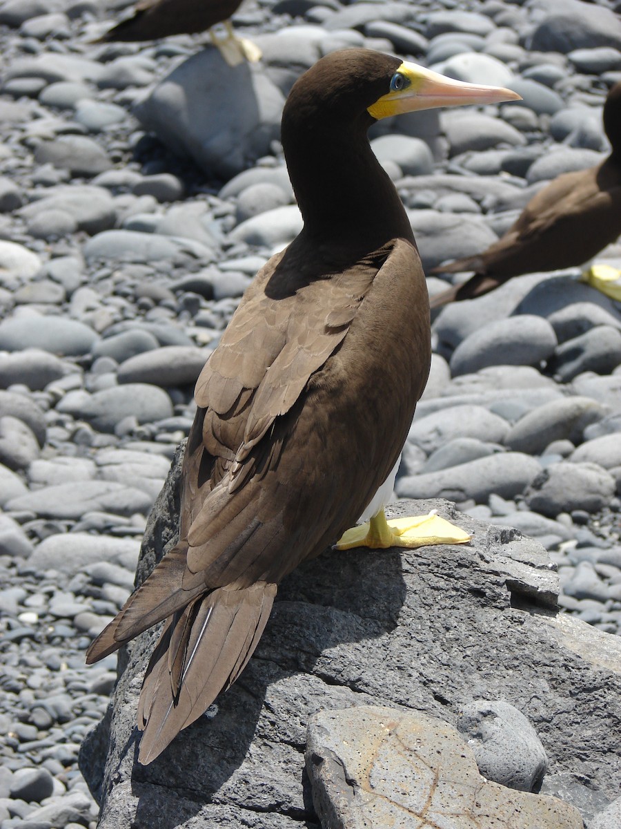 Brown Booby - ML215075921