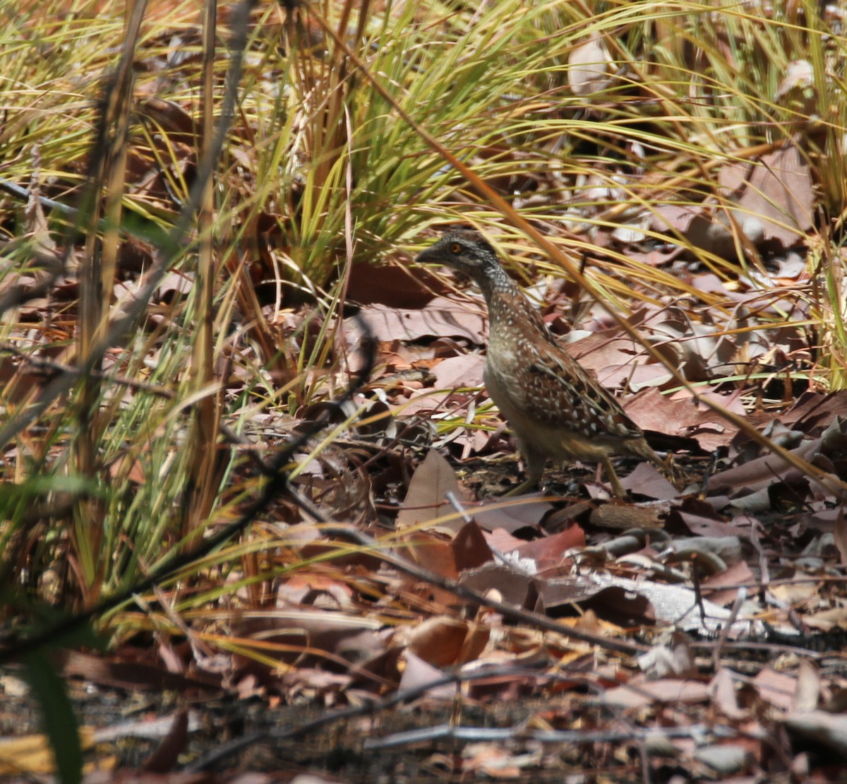 Chestnut-backed Buttonquail - Tim Dolby