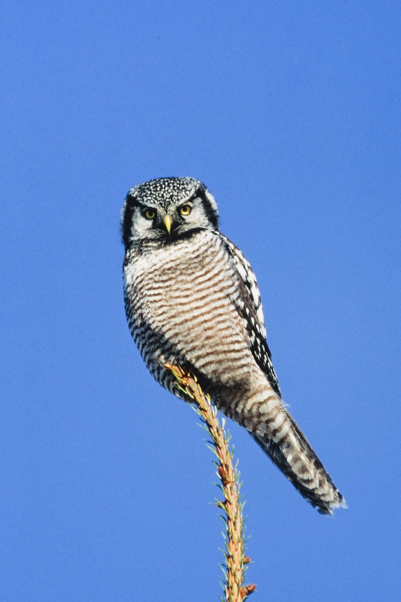 Northern Hawk Owl - Bob MacDonnell