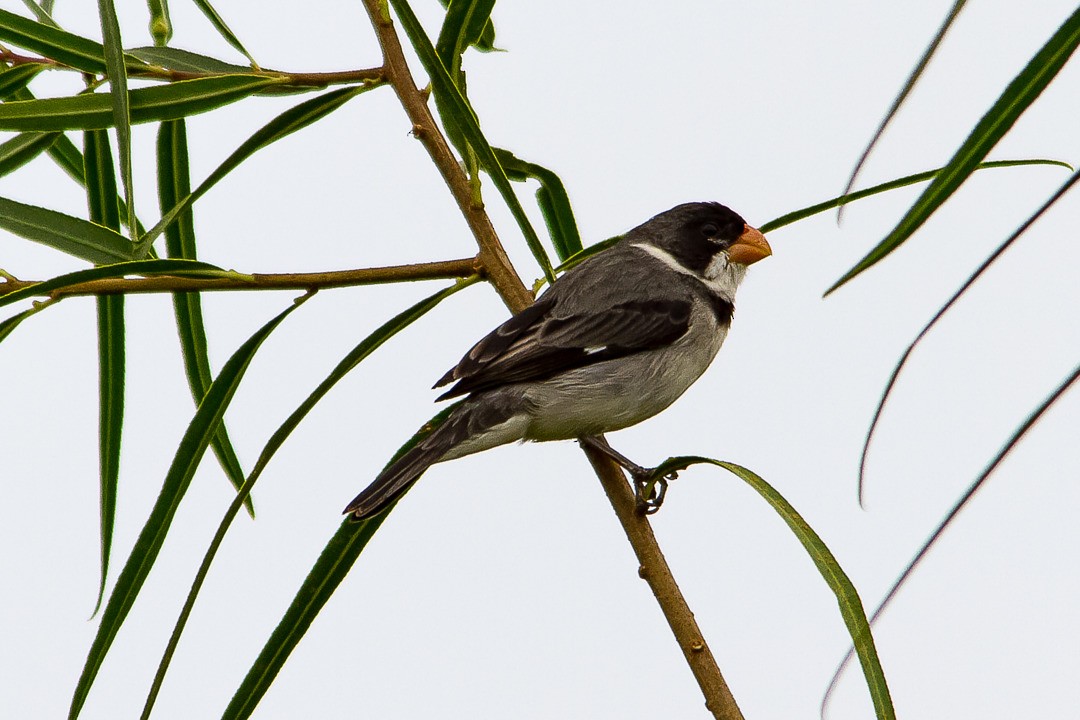 White-throated Seedeater - ML215081451