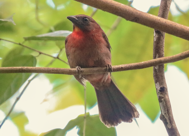 Red-throated Ant-Tanager - ML215081931