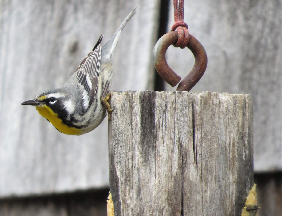 Yellow-throated Warbler - James Hirtle