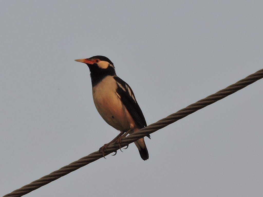 Indian Pied Starling - ML21508621